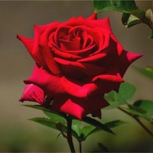 Kırmızı Bodur Gül Fidanı Tüplü 2 Adet 15-25 Cm Yediveren Gül Aşılı Güller Dark Red Rose