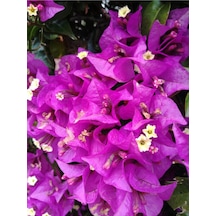 Mor Bodur Begonvil 25-35 Cm Saksılı Çiçekli Bodur Bitkiler Purple Bougainvillea