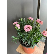 Pembe Alacalı Fuşya Karanfil Çiçeği Boyutu 10 Cm / 15 Cm Dir.