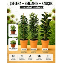 Şeflera + Benjamin + Kauçuk 3'lü Salon Bitkisi Seti + Hediyeli Çok Renkli