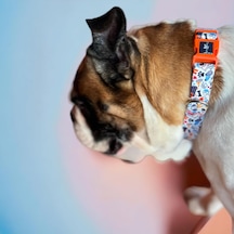 Köpek Boyun Tasması Geri Dönüştürülmüş, Ayarlanabilir, Emniyet Tokalı Küçük Ve Büyük Irklar İçin Tüy Toplamaz, Yıkanabilir, Airtag & İsimlik Uyumlu, Bone,small Çok Renkli