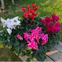 4 Adet Cyclamen Sıklamen Çiçeği Karışık Renk Sıklamen Seti