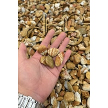 Sarı Çizgili Rainbow Dolomit Çakıl Taşı 1-3 Cm 1 Kg Dekoratif Bahçe Peyzaj Saksı Akvaryum Teraryum