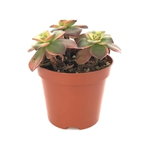 Aeonium Kiwi (Sukulent) Ø8,5 CM Y10-15 CM