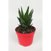 Haworthia Limifolia Sukulent 8.5 Cm Kırmızı Saksıda Büyük Boy