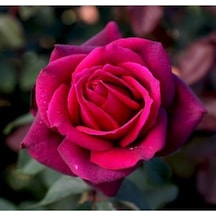 Fuji Yediveren Kokulu 30 60cm Saksılı 2 Adet Aşılı Gül Fuji Rose