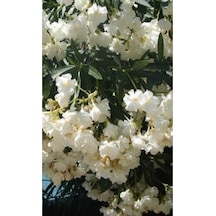 Beyaz Zakkum Çiçegi Fidanı 20-40 Cm