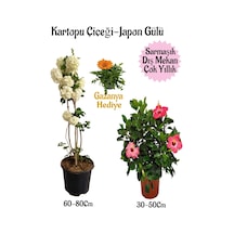 Kartopu Çiçeği 1 Adet +pembe Japon Gülü 1 Adet+turuncu Gazanya Hediye Saksılı Bahçe Seti