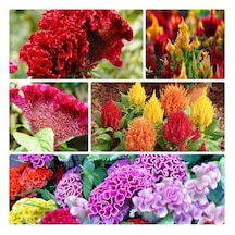 Karışık Renk Horoz Ibiği Çiçeği Tohumu 15-20 Tohum