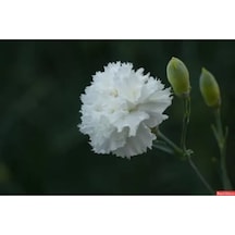 Beyaz Karanfil Çiçeği Fidanı Saksılı Kokulu 40cm-60cm