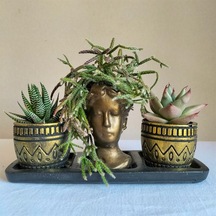 Kaktüs & Echeveria & Rhipsalis 3'lü Sukulent Seti | Helen Gold Serisi