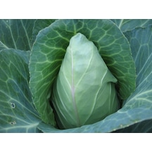 200+ Erkenci Jersey Lahana Tohumu N112420