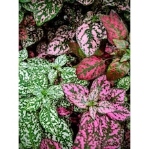 Videolu Hostes Çiçeği Kırmızı-pembe-beyaz 3 Adet Saksılı 10-20 Cm Hipoestes Phyllostachya