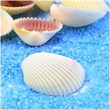 Demcey Home Deniz Kabuğu 250 Gr Paket Hobi, Akvaryum, Dekorasyon Beyaz Diğer