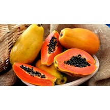 Meyve Verme Durumunda Papaya Meyvesi Fidan boy 150cm İle 200cm