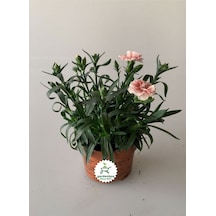Yoğun Kokulu Krem Karanfil Çiçeği Bodur Cins 1 Adet Saksılı 15-25cm