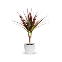 Madagaskar Dragon Ağacı – Dracaena Marginata - Tek Gövdeli Bordo