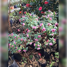 Kafkas Gülü Daphne Kokulu 40-60 Cm