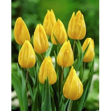 Tulip Yokohama Soğanı 10 Adet Sarı Lale