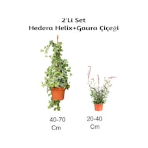 Hedera Helix+ Gaura Çiçeği 2'li Set Dış Mekan Bitkisi