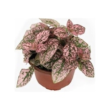 Pembe Çilli Yaprak Çiçeği Hostes Çiçeği Hipoestes Phyllostachya 10-20 Cm