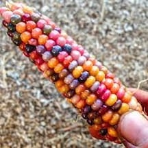 30 Adet Tohum Organik Hobi Bahçe Gökkuşağı Köy Mısır Tohum