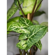 Ok Başı Sarmaşığı 1 Adet Saksılı Melek Kanadı Çiçeği 20-30cm Syngonium