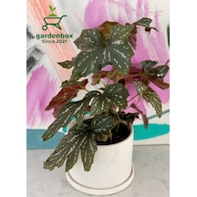 Çiçekli Çilli Çınar Begonya Çiçeği 1 Adet Saksılı 30-40cm