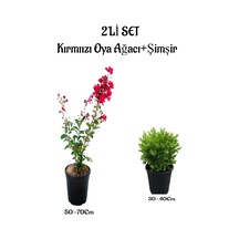 Kırmızı Renk Oya Ağacı Fidanı+ Çalı Şimşiri 2'li Set Saksılı Dış Mekan Bitkisi