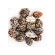 Tiger Cowrie Kiloluk Deniz Kabuğu (1 Kg)