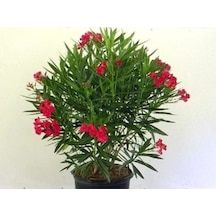 Serada Decor Plant Kırmızı Bodur Zakkum Çiçeği Fidanı 60 Cm Saksılı