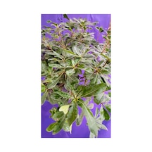 Pittosporum Büyük Boy