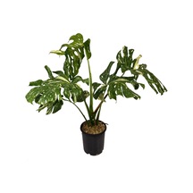 Monstera Deliciosa 'Thai Constellation' (Deve Tabanı) Ø19 CM Y90-100 CM