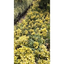 Altuni Taflan Fidanı 25-40 Cm 10 Adet