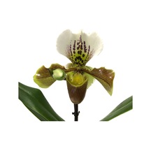 Paphiopedilum Insigne (Terlik Orkide)