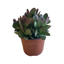 Senecio Jacobsenii (Sukulent) Ø12 CM Y20-25 CM