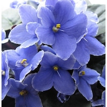 Mavi Dev Çiçekli Hercai Menekşe Çiçeği Tohumu 100 Tohum