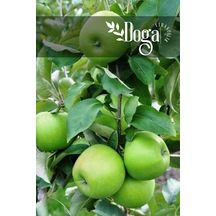 10 Adet Aşılı Yeşil Elma Granny Smith Fidanı 3 Yaş