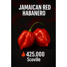 Jamaican Red Habanero 425.000 Scoville Gerçek Taze Acı Biber