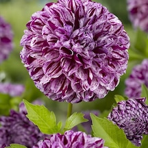 Holland Bulb Market Dahlia Marble Ball 1 Adet Soğan Çiçek 381571897