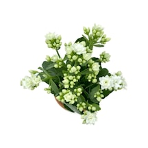 Kalanchoe Kalanşo Beyaz