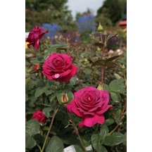 Big Purple Koyu Pembe Gül Fidanı