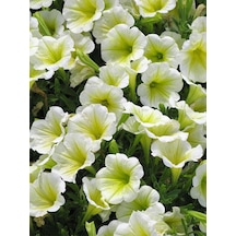Videolu Sarı Renk Petunya Makrome Sarkaç Saksılı 1 Adet 40-50 Cm Balkon Bitkisi Petunia
