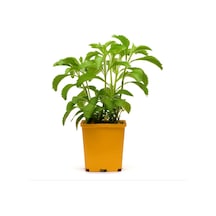 Paket 100 Tohum Stevia Tohumu Şekerotu Tohumu Şeker Otu
