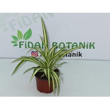 Kurdele
