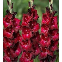 Gladiolus Bizet Glayör Çiçeği Soğanı 2 Adet 1 Adet