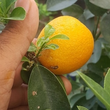 5 Yaş Aşılı İri Kamkat Obovata Erkenci Kamkat Fidanı. Torbada