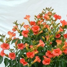 1-2 Yaş, 20-50 Cm Turuncu Acem Borusu Sarmaşığı Fidanı Campsis R