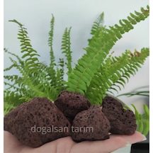 4 Kg 5-10 Cm Akvaryum Taşı Teraryum Taşı Filtre Taş Pomza Taşı