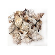 Trapezium Kiloluk Deniz Kabuğu (1 Kg)
